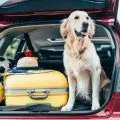 Comment voyager sereinement en voiture avec un animal de compagnie